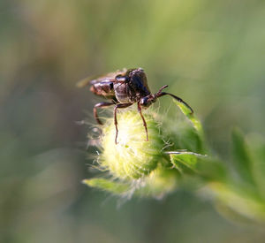 Close-up of insect on plant