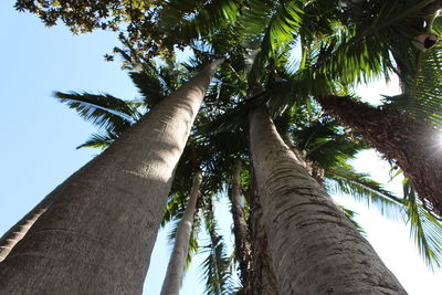 Low angle view of palm tree against sky