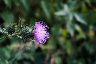 Close-up of purple thistle flower