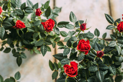 Close-up of red roses on plant