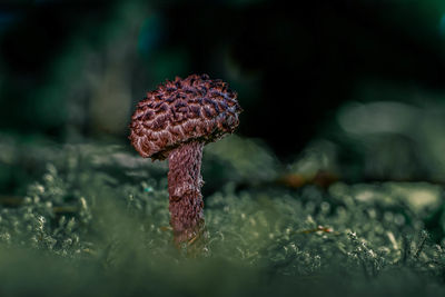 Close-up of mushroom on field