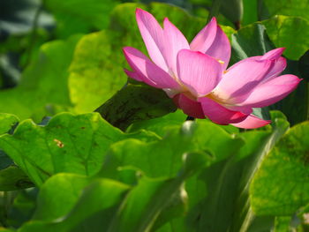 Close-up of pink lotus water lily