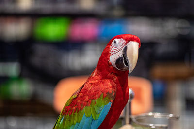 Close-up of parrot perching