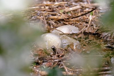 Abandoned swan nest