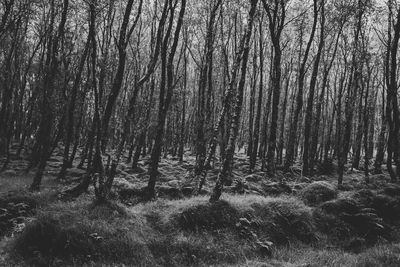 Bare trees on grassy field