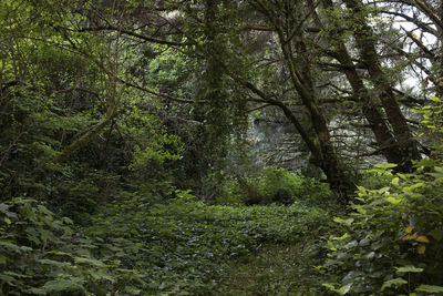 Trees in forest