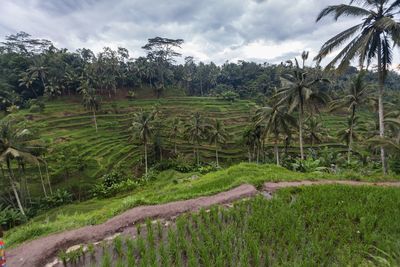 Scenic view of rice field against sky