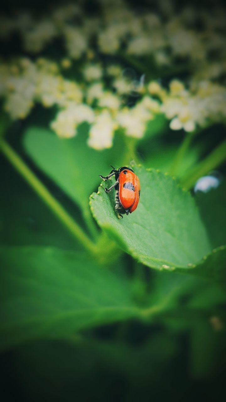 green, ladybug, animal themes, animal, insect, animal wildlife, nature, one animal, wildlife, beetle, macro photography, plant, close-up, plant part, leaf, no people, beauty in nature, flower, day, outdoors, spotted, focus on foreground, red, selective focus, yellow