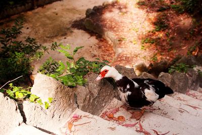 High angle view of birds