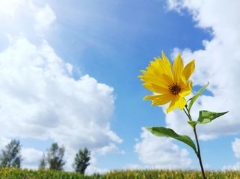 Low angle view of sunflowers against cloudy sky