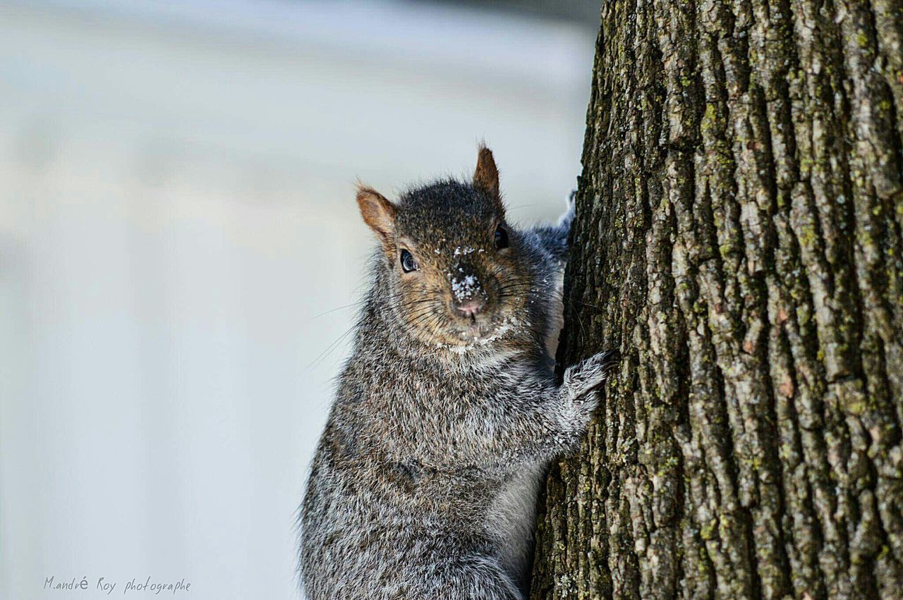 CLOSE-UP OF LIZARD ON TREE