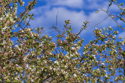 Low angle view of cherry blossom tree