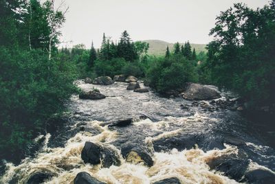 River flowing in forest