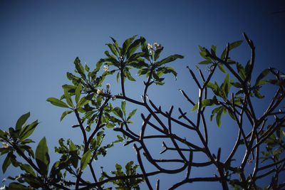 Low angle view of tree against clear sky