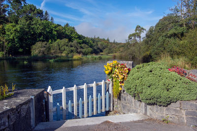 Plants by lake against sky