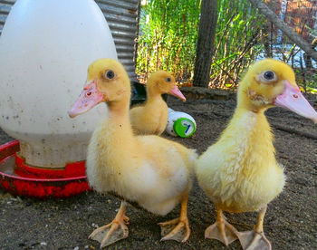 Close-up of birds in park