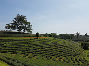 Scenic view of tea plantations against sky