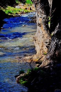 Close-up of tree by sea