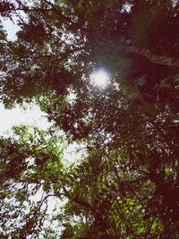 Low angle view of tree against sky