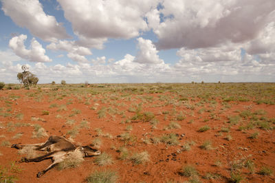 Scenic view of field against sky