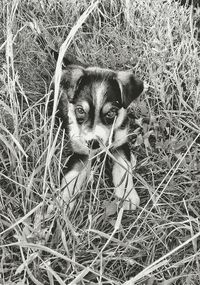 Close-up portrait of dog on grass