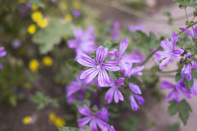 Lilac flowers. flower petals. garden and meadow plants.