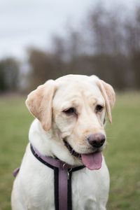 Close-up portrait of dog