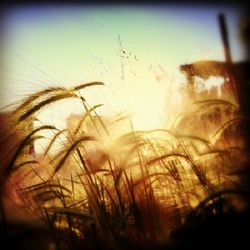 Close-up of plants at sunset