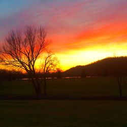 Silhouette of trees on landscape at sunset