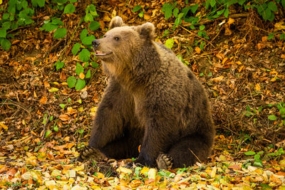 Close-up of a wild bear in the forest