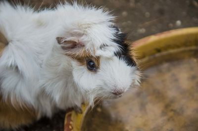 High angle view of white dog