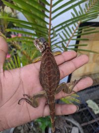 Midsection of person holding leaf