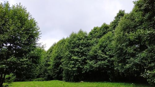 Trees growing on field against sky