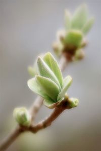 Close-up of flower bud