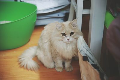 Portrait of cat on table