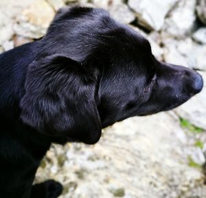 Close-up side view of a dog