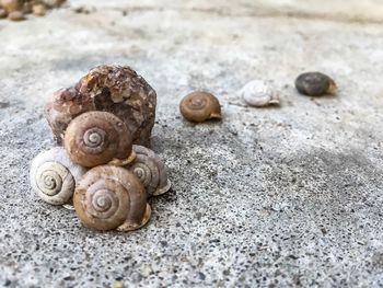 Close-up of snail