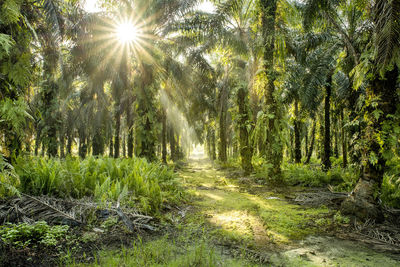 Sun shining through trees in forest