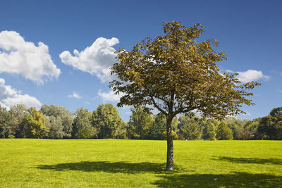 Trees on field against sky