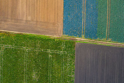 Striking tractor tracks in a green and a blue field in germany seen from above