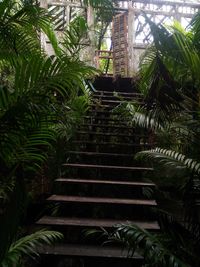 Steps amidst palm trees