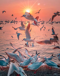 Seagulls flying over lake