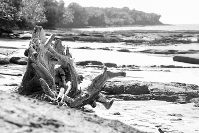 Scenic view of beach