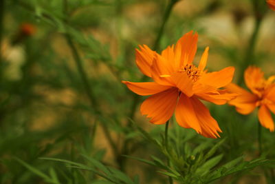 Close-up of flower blooming outdoors