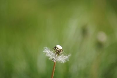 Close-up of dandelion on plant