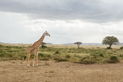 Giraffes on field against sky
