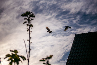 Low angle view of birds flying in sky