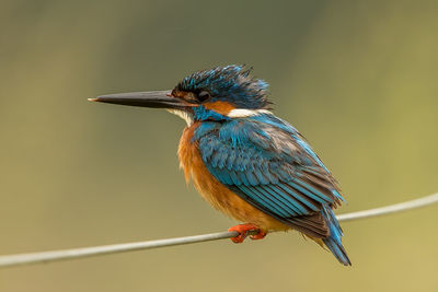 Close-up of kingfisher perching on plant stem