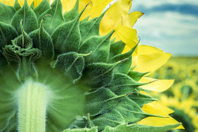 Close-up of sunflower