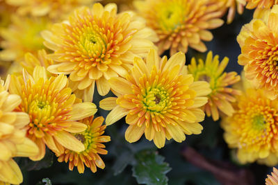 Close-up of yellow flowering plant